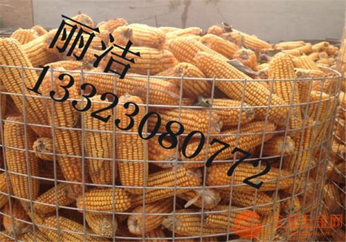 東北圈玉米網(wǎng) 提升糧食存儲(chǔ)效率的創(chuàng)新選擇