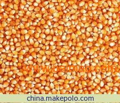 糧食收購(gòu)市場(chǎng)的動(dòng)態(tài)與機(jī)遇 玉米、大豆、高粱的前景分析